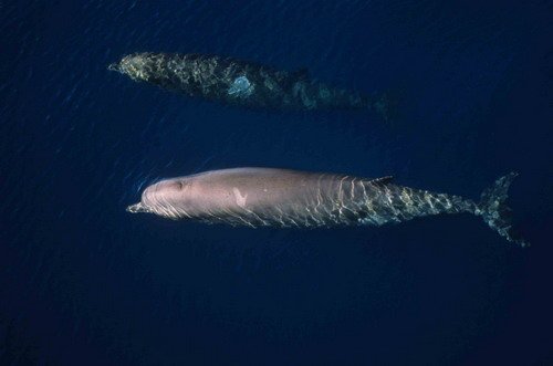 image nbw_shooker3-jpg