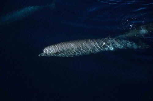 image nbw_shooker4-jpg