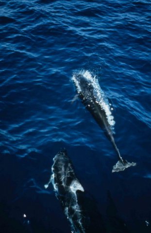 image nrwdpwsd_rwbaird1-jpg