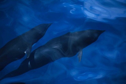 NRWD RWBAIRD2 image nrwd_rwbaird2-jpg