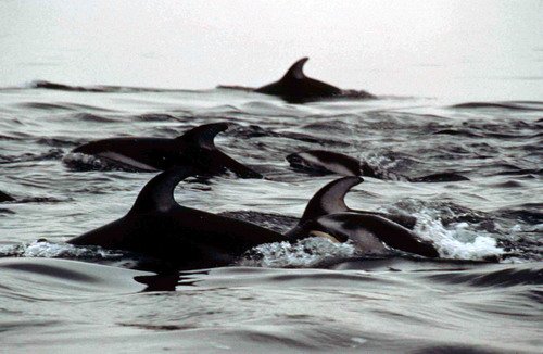 image pwsd_rwbaird1-jpg