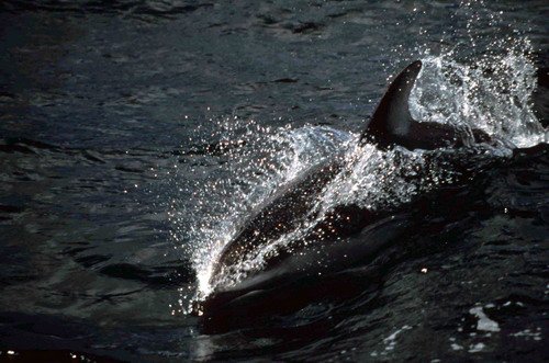 image pwsd_rwbaird2-jpg