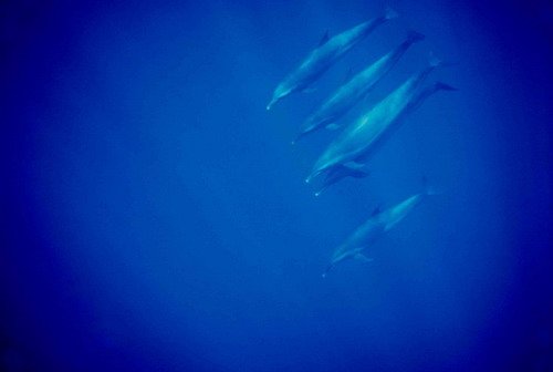 image ptsd_dherzing-jpg