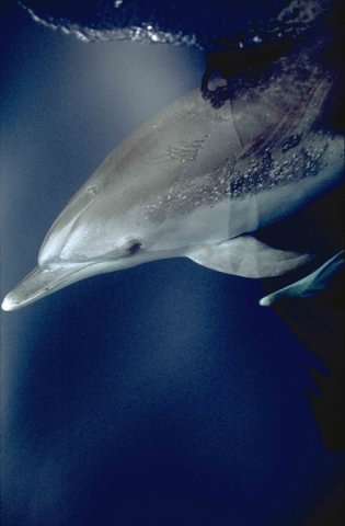 image ptsd_fritter2-jpg