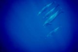 Pantropical Spotted Dolphin
