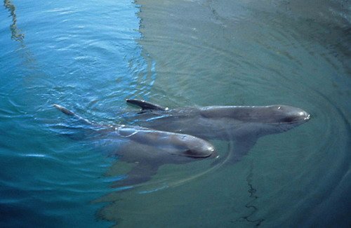 image pkw_pbarnett-jpg