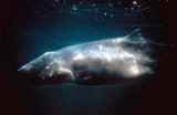 Pygmy Sperm Whale
