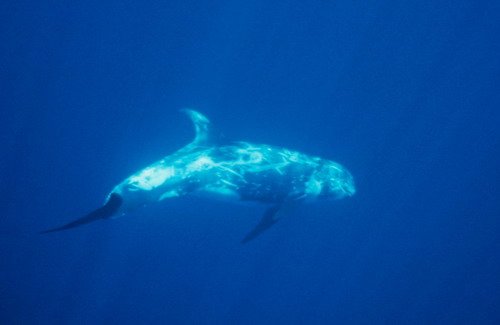 image rd_jboran1-jpg