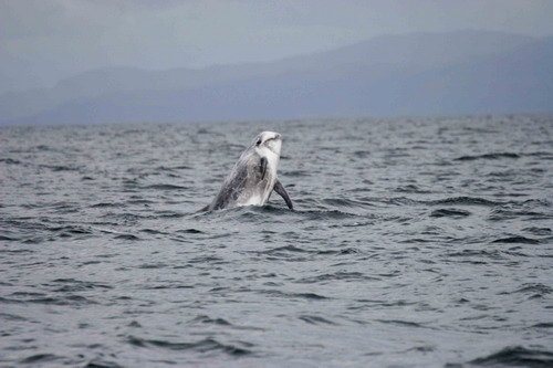 image rd_panderwald1-jpg