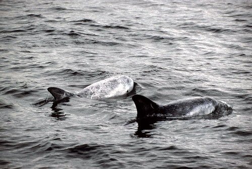 image rd_pghevans10a-jpg