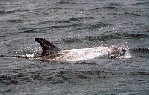 image rd_pghevans11a-jpg