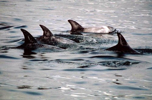 image rd_pghevans25a-jpg