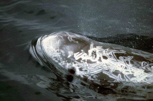 image rd_pghevans50-jpg