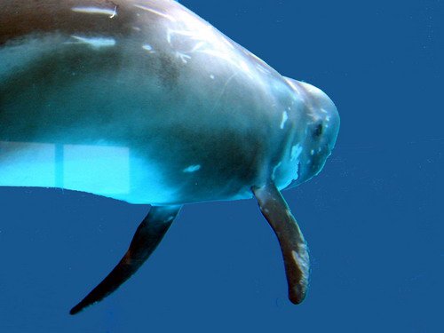 image rd_pghevans026a-jpg