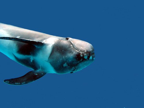 image rd_pghevans19a-jpg