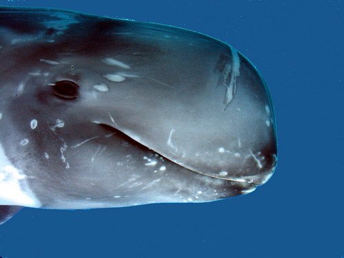 image rd_pghevans20a-jpg