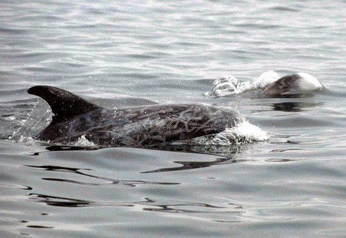 image rd_pghevans26a-jpg