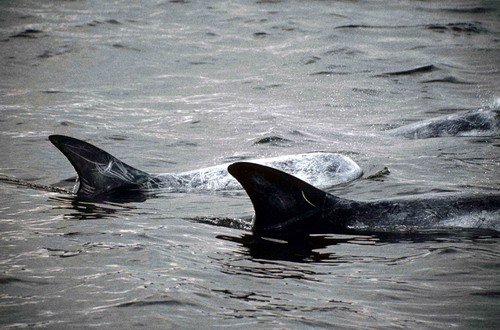 image rd_pghevans33-jpg