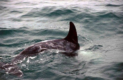 image rd_pghevans43-jpg