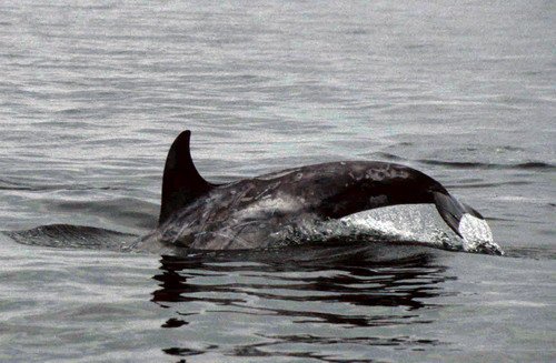 image rd_pghevans44a-jpg