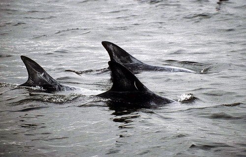 image rd_pghevans49a-jpg