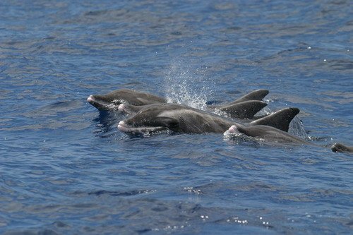 image rtd_bbrederlau10-jpg