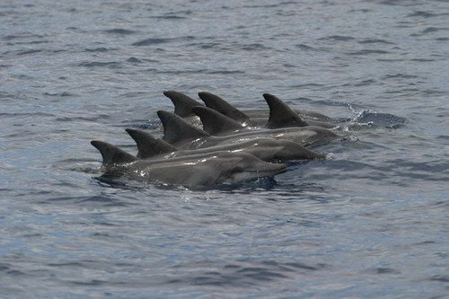 image rtd_bbrederlau11-jpg