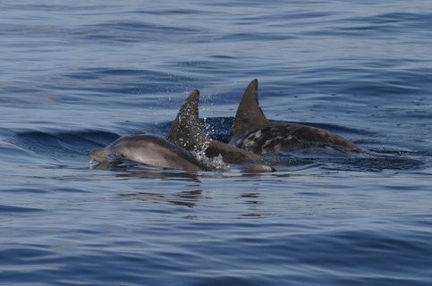 RTD BBREDERLAU12a image rtd_bbrederlau12a-jpg