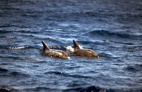 RTD FRitter10 image rtd_fritter10-jpg