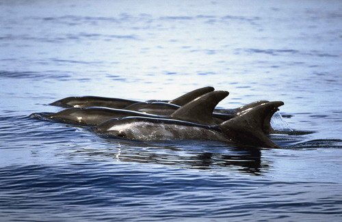 RTD FRitter11 image rtd_fritter11-jpg