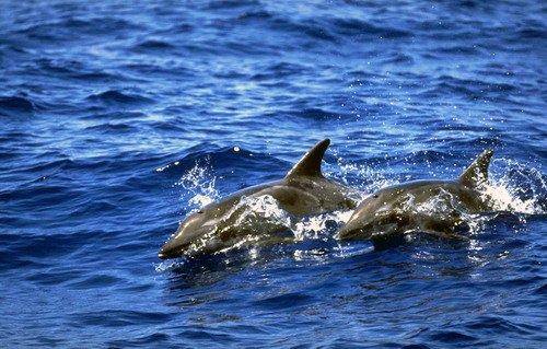 image rtd_fritter13-jpg