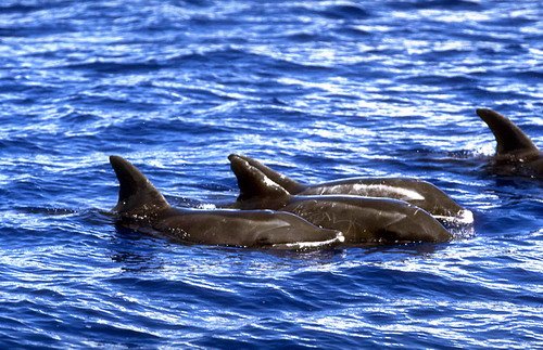 image rtd_fritter16-jpg