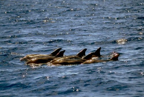 image rtd_fritter6a-jpg