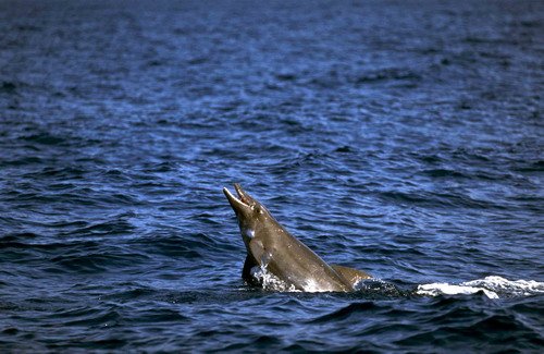 image rtd_fritter8-jpg