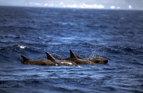 image rtd_fritter9-jpg