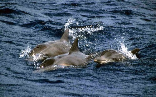 image rtd_rwbaird2a-jpg