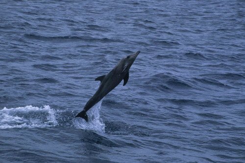 image rtd_rwbaird3-jpg