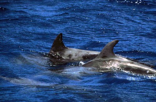 image rtd_rwbaird4-jpg