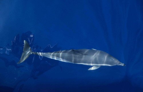 SBCD CSWANN12 image sbcd_cswann12-jpg