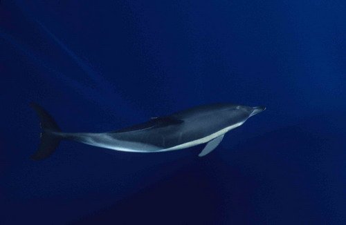 image sbcd_cswann13-jpg