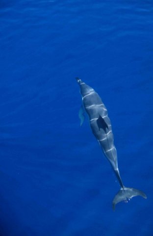 SBCD CSWANN14 image sbcd_cswann14-jpg