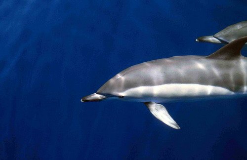 image sbcd_cswann16a-jpg