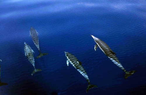 SBCD CSWANN5 image sbcd_cswann5-jpg