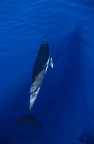 SBCD CSWANN6 image sbcd_cswann6-jpg