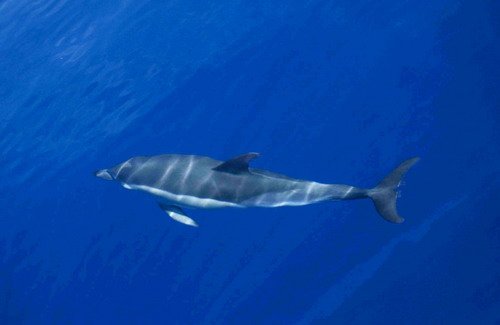 SBCD CSWANN8 image sbcd_cswann8-jpg