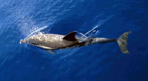 SBCD CSwann10a image sbcd_cswann10a-jpg