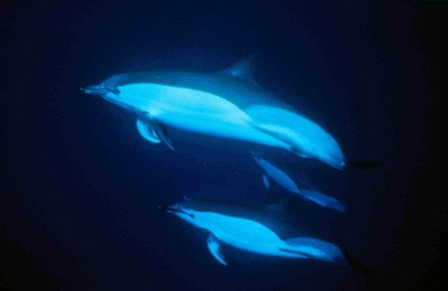 SBCD JBORAN2a image sbcd_jboran2a-jpg