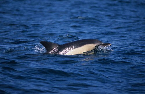 SBCD MBaines image sbcd_mbaines-jpg