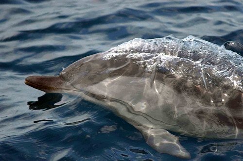 SBCD MBaines8060a image sbcd_mbaines8060a-jpg