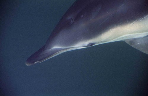 SBCD MREICHELT image sbcd_mreichelt-jpg